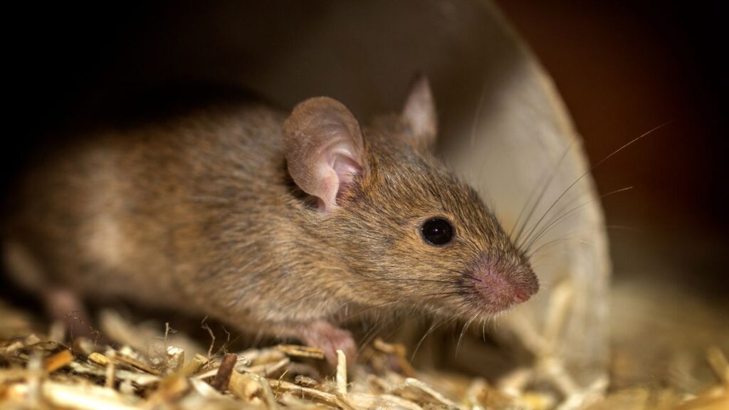a contaminated mice near the air ducts