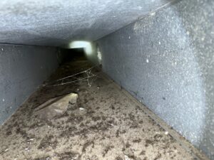 An interior view of a filthy residential sheet metal air duct in Hampton Roads, coated in thick dust, dander, debris, and a spiderweb before professional duct cleaning.